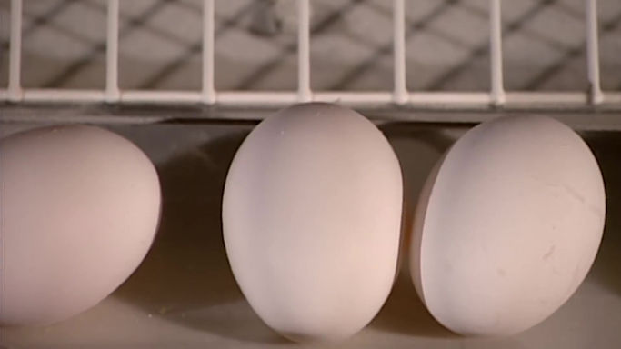 EGGS How It's Made
